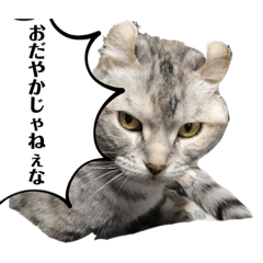 [LINEスタンプ] 猫犬のつぶやき