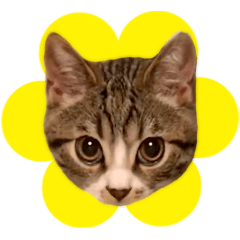 [LINEスタンプ] 立ち耳スコ猫のきーくん