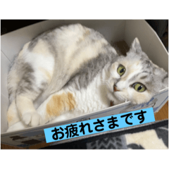 [LINEスタンプ] 永遠のおんにゃのこ☆みゆう④