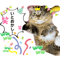 [LINEスタンプ] 短足マンチカンのクリスタちゃん♀10