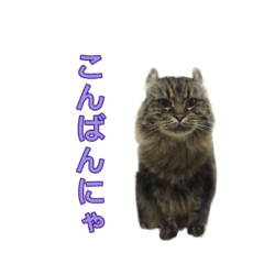 [LINEスタンプ] 犬と猫のつぶやき2