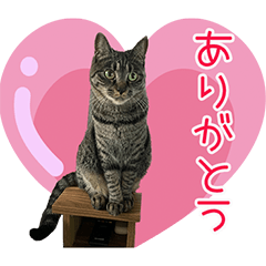 [LINEスタンプ] ハチワレゴッシーと愉快な仲間たち