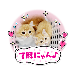 [LINEスタンプ] むぎ＆がんちゃん仲良し兄弟