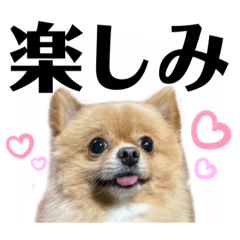 [LINEスタンプ] デカ文字①！ポメラニアン達と黒猫さん