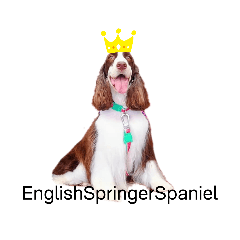 [LINEスタンプ] ENGLISHSPRINGERSPANIEL WOODSJr. 3