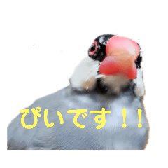 [LINEスタンプ] ぴいのモフスタンプ