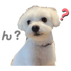 [LINEスタンプ] ココくんの日常