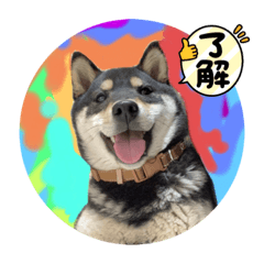 [LINEスタンプ] かわいいでしょ 柴犬