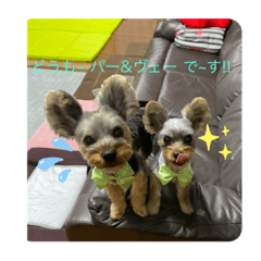 [LINEスタンプ] パディ＆ヴェル Good Life ！
