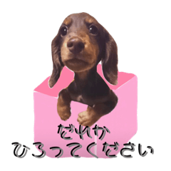 [LINEスタンプ] ラニコレ