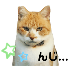 [LINEスタンプ] 元野良猫チャチャ