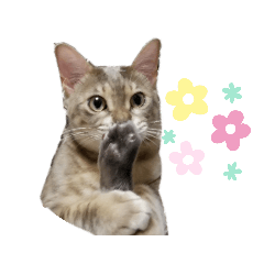 [LINEスタンプ] さくら日和 花