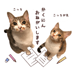 [LINEスタンプ] 私たちのにゃんこ