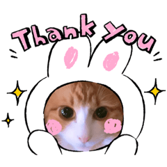 [LINEスタンプ] 猫たちと私