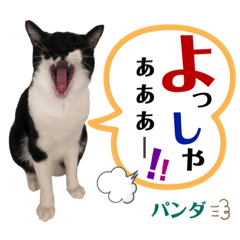 [LINEスタンプ] うちのパンダくん⑤
