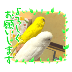 [LINEスタンプ] 2匹インコちゃんと孫ちゃん(*ˊᵕˋ*)੭ ੈ❤︎