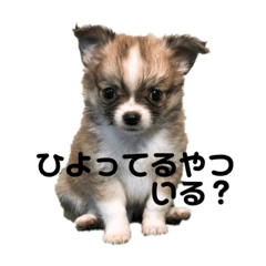 [LINEスタンプ] チワワのマイキーくん