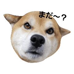 [LINEスタンプ] 柴犬リクの日常。Part2
