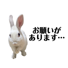 [LINEスタンプ] ミニウサギのにんじん