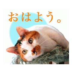 [LINEスタンプ] 猫のスタ