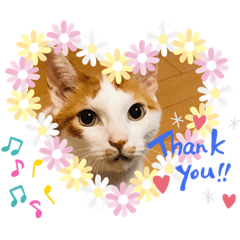[LINEスタンプ] 茶白猫☆にゃん太くん☆9