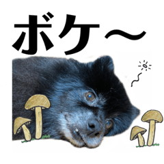 [LINEスタンプ] デカ文字②！おバカポメラニアンと黒猫