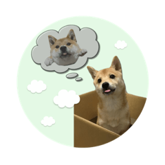 [LINEスタンプ] 豆柴 凪くん ♡