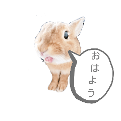 [LINEスタンプ] ミニウサギのモカちゃん2