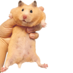 [LINEスタンプ] ハムスターのとにちゃん