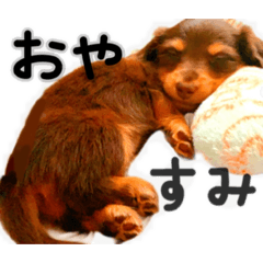 [LINEスタンプ] ダックス  カニンヘンダックス COCO
