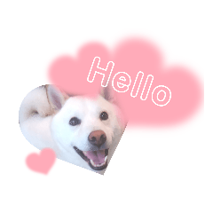[LINEスタンプ] 白柴犬のスタンプ  英語バージョン