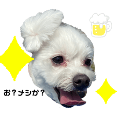 [LINEスタンプ] ココくんの毎日Part4