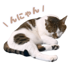 [LINEスタンプ] ソラくんの日常で使える敬語スタンプ