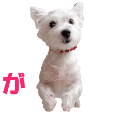 [LINEスタンプ] 動くおもかわウエスティ白犬