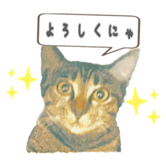 [LINEスタンプ] Cat stamp cute animal