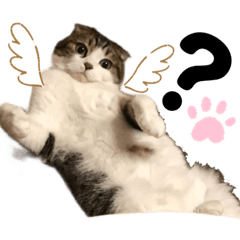[LINEスタンプ] cat もふもふ