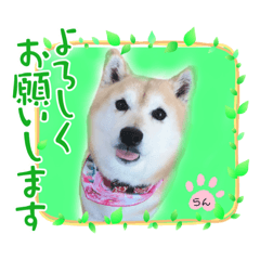 [LINEスタンプ] 柴犬らんの日常⑦