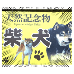 [LINEスタンプ] 天然記念物柴犬スタンプ