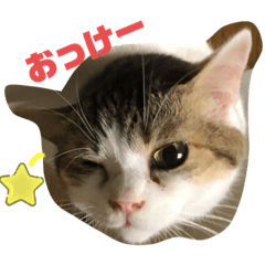 [LINEスタンプ] momocyan2