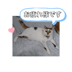 [LINEスタンプ] 横山家のお猫様3"仕事用"