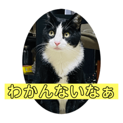 [LINEスタンプ] ハチワレめいちゃん31