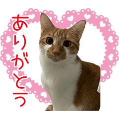 [LINEスタンプ] ロビン♥