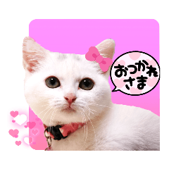 [LINEスタンプ] カラフルきゃわわキティ！短足だっていいね！