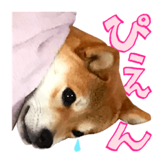 [LINEスタンプ] 柴犬のなつちゃん