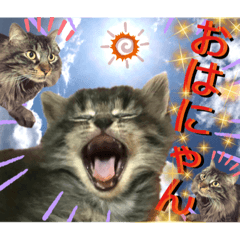 [LINEスタンプ] ねねこ☆にゃ美さん♡うさぴょん実写〜背景