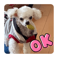 [LINEスタンプ] とむはうすの家族犬猫3
