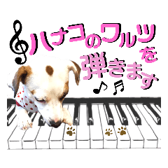 [LINEスタンプ] 愛犬♡ハナコのスタンプ12