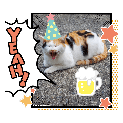 [LINEスタンプ] 可愛すぎる❤三毛猫パルスタンプ