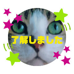 [LINEスタンプ] ドラエモン②敬語っぽい