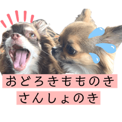 [LINEスタンプ] ベルノンココ 3